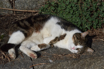 Hauskatze in der Katzenminze in der Sonne