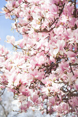 pink magnolia flowers on the blue sky background