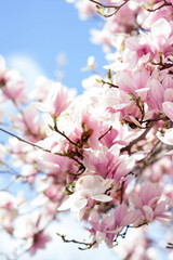 pink magnolia flowers on the blue sky background