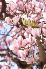 pink magnolia flowers on the blue sky background
