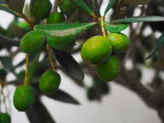 Olives sur les branches de l'arbre olivier, feuillages épais sur fond blanc