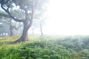 Farne und Lorbeerbaum im Nebel - Fanal/Madeira/Portugal