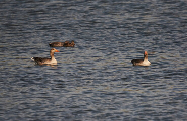 Graugänse mit Jungen auf dem Wasser