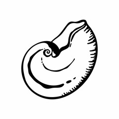 Vector illustration of a seashell. Doodle, line art, black and white drawing isolated on white background.