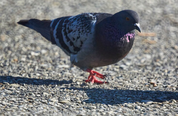 Columba livia f. domestica
