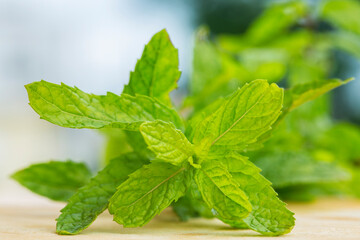 fresh mint on a wooden background
