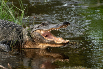 Wild American Alligator at Orlando wetlands in Cape Canaveral Florida.