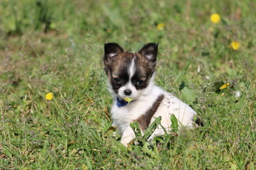 chiot chihuahua