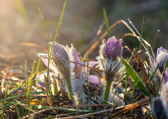 The spring rain refreshed the plants. Drops shine beautifully on flowers. Pasque-flower (Anemone patens) is a perennial herb. One of the first spring flowers.