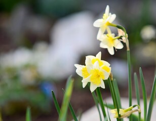 Yellow Blossoming Narcissus Pseudonarcissus