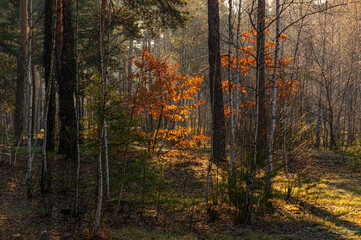 Sunny morning in the forest. The sun's rays illuminate the trees beautifully.