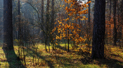 Sunny morning in the forest. The sun's rays illuminate the trees beautifully.