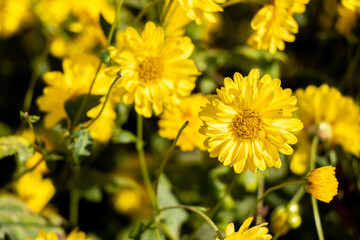 Closed up of yellow color Chrysanthemum flower background