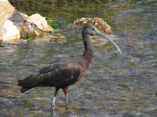Ibis.
Ave.