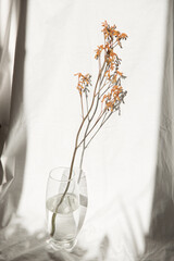 Tree branch in vase with water on natural linen beige fabric background. Minimalistic interior decoration