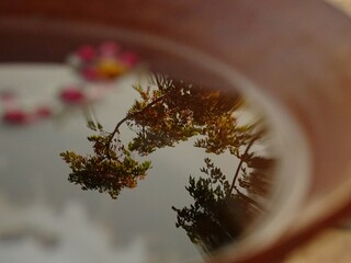 Reflection of tree and sky in water