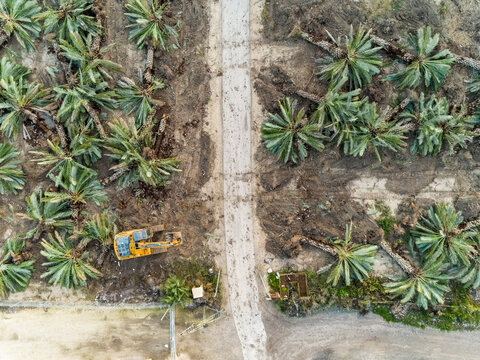 Aerial view of a yellow crane operating in a field with palm trees cut in Dganya, Northern District, Israel.