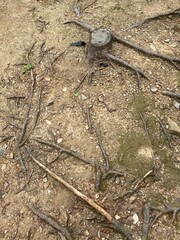 Tree and roots cut off