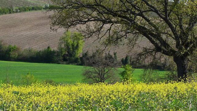 Tree in the middle of a field of yellow canola flowers blowing in the wind in the Tuscan countryside near Siena. Italy