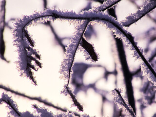 winter, snow, frost, ice, cold, nature, tree, branch, frozen, white, plant, branches, season, blue,...