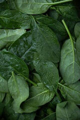 background with fresh green baby spinach top view