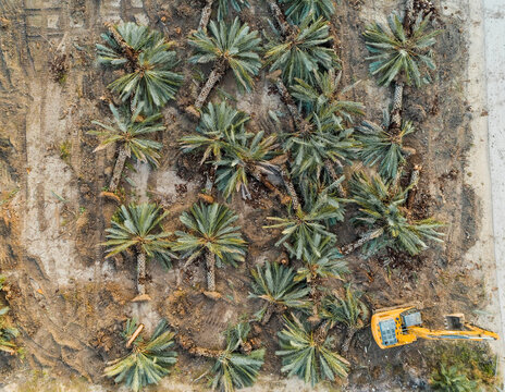 Aerial view of a yellow crane operating in a field with palm trees cut in Dganya, Northern District, Israel.