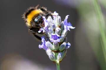 bee on a lavender
