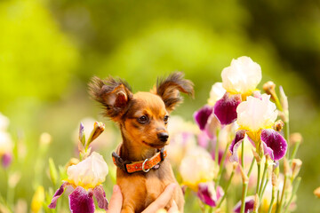 Cute puppy posing on the background of beautiful irises flowers. Portrait of a small, red-haired dog on a blurry background. Russian long-haired toy terrier. Free space for text. A copy of the space.