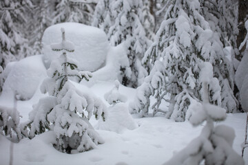 Snow-covered trees in a wild forest. Large snowdrifts in the taiga