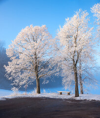 parking area with bench and two trees covered with hoarfrost, blue sky background