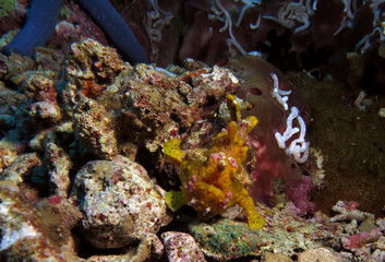 A yellow Warty Frogfish walking on rocks Cebu Philippines