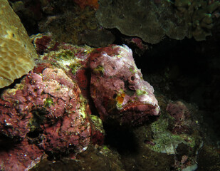 Devil Scorpionfish camouflaged amongst corals Pescador Island Philippines