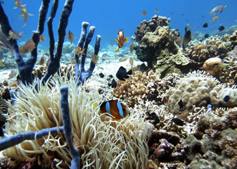 A Clark's anemonefish on reef Pescador Island Philippines © Paulo Violas