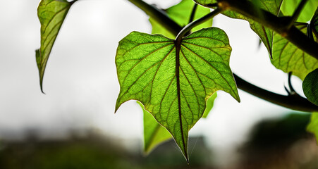 green leaves on a branch on a white and blurred background