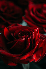 luxurious bouquet of large red roses close-up. low key photography, noir