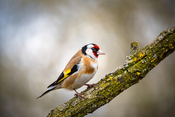 European goldfinch bird on a twig
