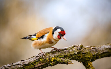European goldfinch bird on a twig