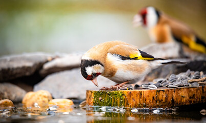 European goldfinch bird drinking