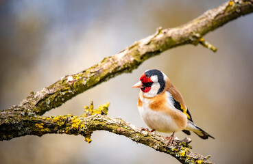 European goldfinch bird on a twig