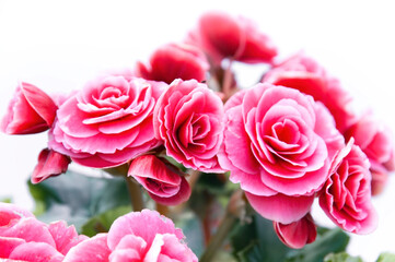 Pink Begonia flower bouquet isolated on white background