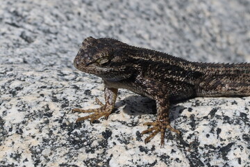 Common Fence Lizard on a Granite Rock Thermo-Regulating and Sunning