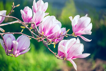 Branch with lovely pink magnolia flowers in the spring garden. 