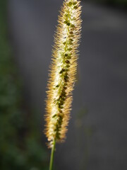 Gras mit Samen im Sonnenlicht, Rheinland-Pfalz