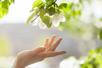 Young woman holds out her hand to a blooming apple blossom on a sunny spring day