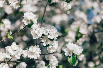 A branch of an apple tree blooms with white flowers against the background of a blooming garden
