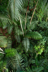 Panele Szklane  Pełne ujęcie liści palmy, Park Narodowy Soberania, Panama, Ameryka Środkowa