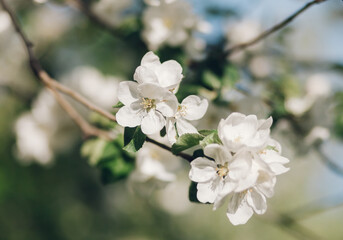 A branch of an apple tree blooms with white flowers against the background of a blooming garden