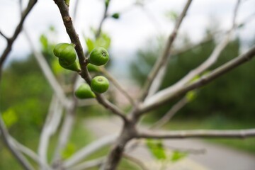 Young fruit of a date tree on a branch