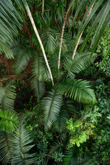Full Frame Shot Of Palm Tree Leaves, Soberania National Park, Panama, Central America