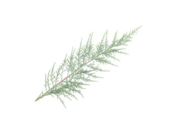Green Tamarix rosea leaf branch on white isolated
